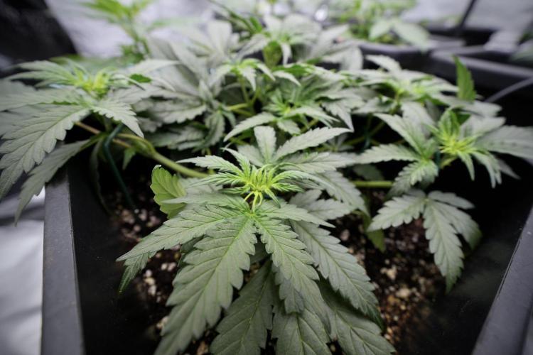 Cosmic Noodles a Zamnesia Dish. Week 4 - Cosmic trainings 