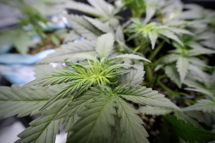 Cosmic Noodles a Zamnesia Dish. Week 4 - Cosmic trainings 