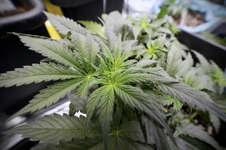 Cosmic Noodles a Zamnesia Dish. Week 4 - Cosmic trainings 