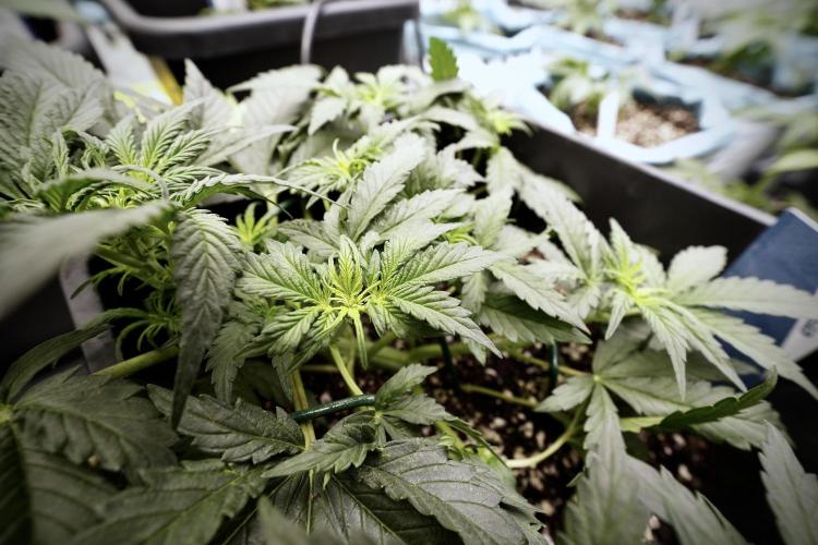 Cosmic Noodles a Zamnesia Dish. Week 4 - Cosmic trainings 