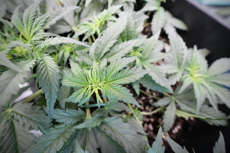 Cosmic Noodles a Zamnesia Dish. Week 4 - Cosmic trainings 