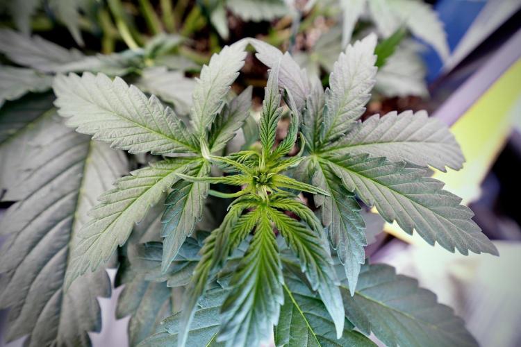 Cosmic Noodles a Zamnesia Dish. Week 4 - Cosmic trainings 