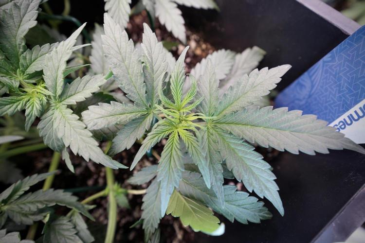 Cosmic Noodles a Zamnesia Dish. Week 4 - Cosmic trainings 