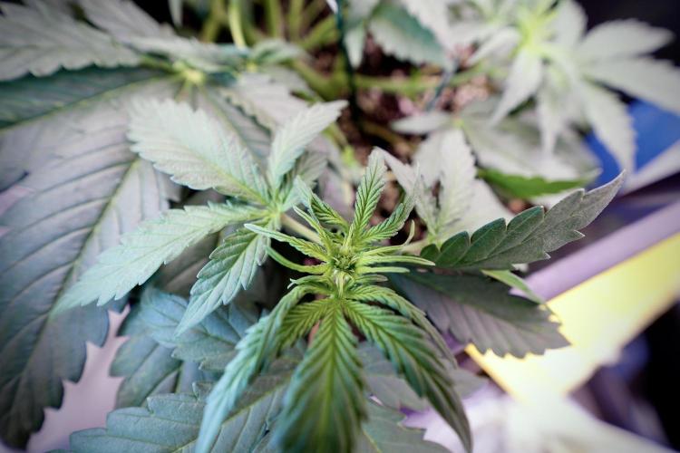 Cosmic Noodles a Zamnesia Dish. Week 4 - Cosmic trainings 