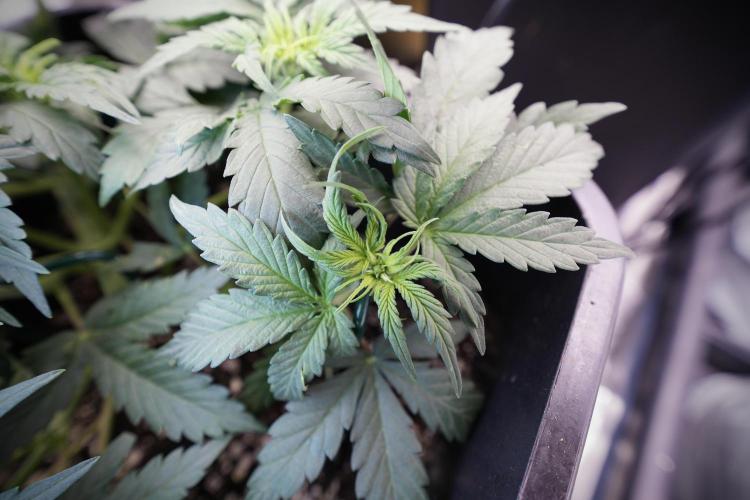 Cosmic Noodles a Zamnesia Dish. Week 4 - Cosmic trainings 