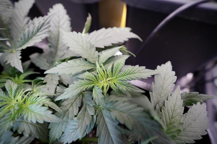 Cosmic Noodles a Zamnesia Dish. Week 4 - Cosmic trainings 