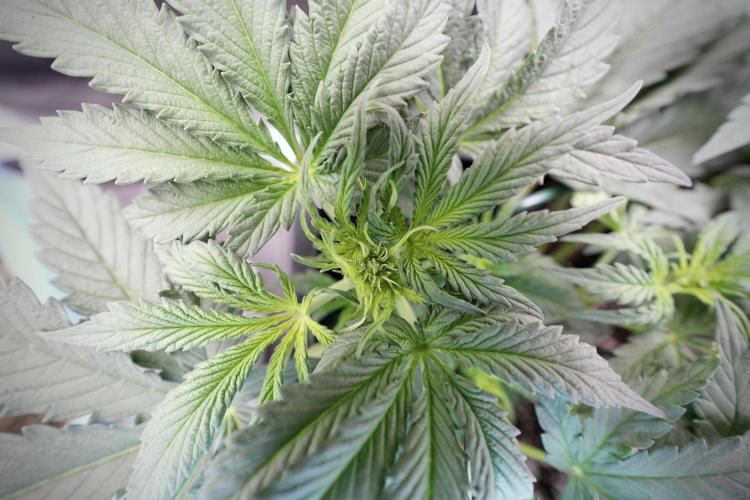 Cosmic Noodles a Zamnesia Dish. Week 4 - Cosmic trainings 