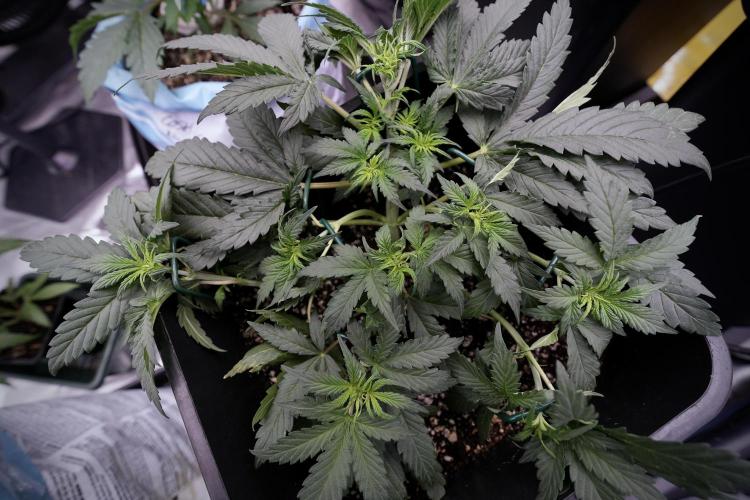 Cosmic Noodles a Zamnesia Dish. Week 4 - Cosmic trainings 