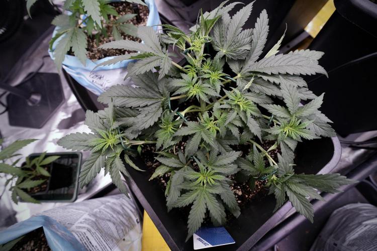 Cosmic Noodles a Zamnesia Dish. Week 4 - Cosmic trainings 