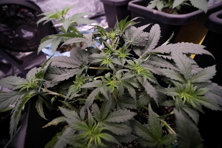 Cosmic Noodles a Zamnesia Dish. Week 4 - Cosmic trainings 