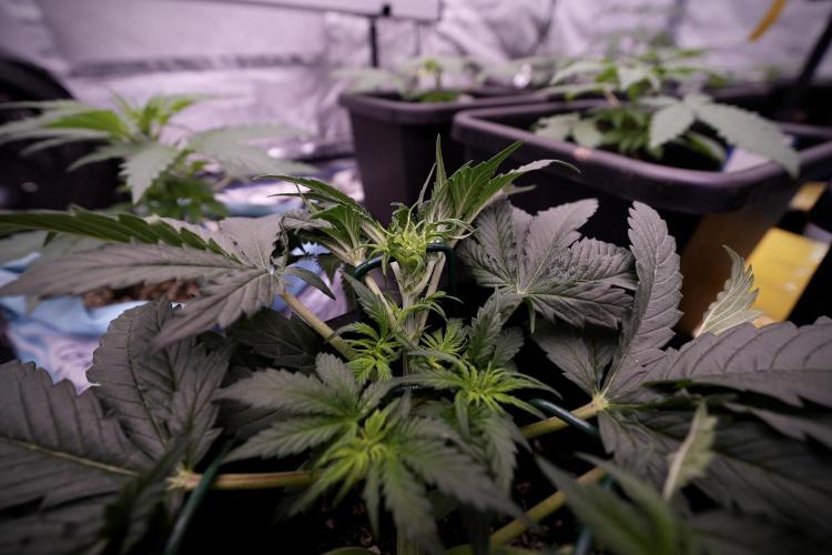 Cosmic Noodles a Zamnesia Dish. Week 4 - Cosmic trainings 