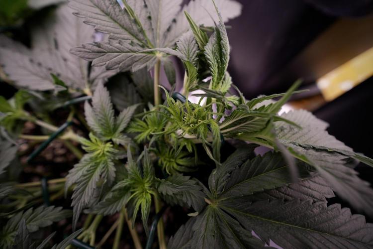 Cosmic Noodles a Zamnesia Dish. Week 4 - Cosmic trainings 