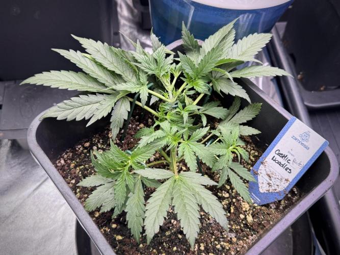 Cosmic Noodles a Zamnesia Dish. Week 4 - Cosmic trainings extra photos 