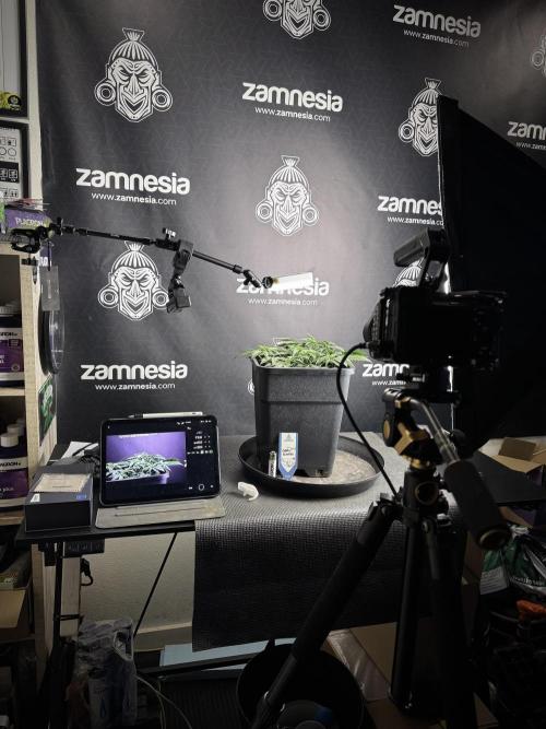 Cosmic Noodles a Zamnesia Dish. Week 4 - room and vibes 