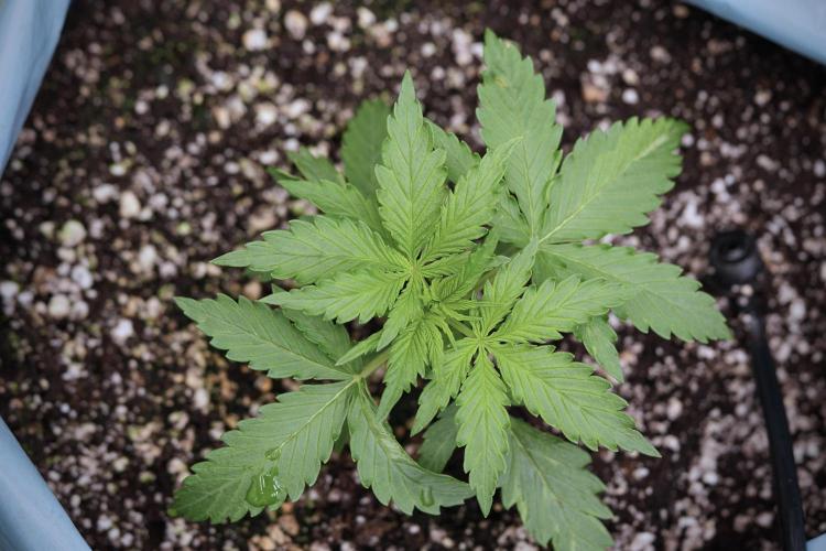 Amnesia Skunk The Zamnesia Way. Week 4 - Amnesia Skunk 12/12 From Seed 