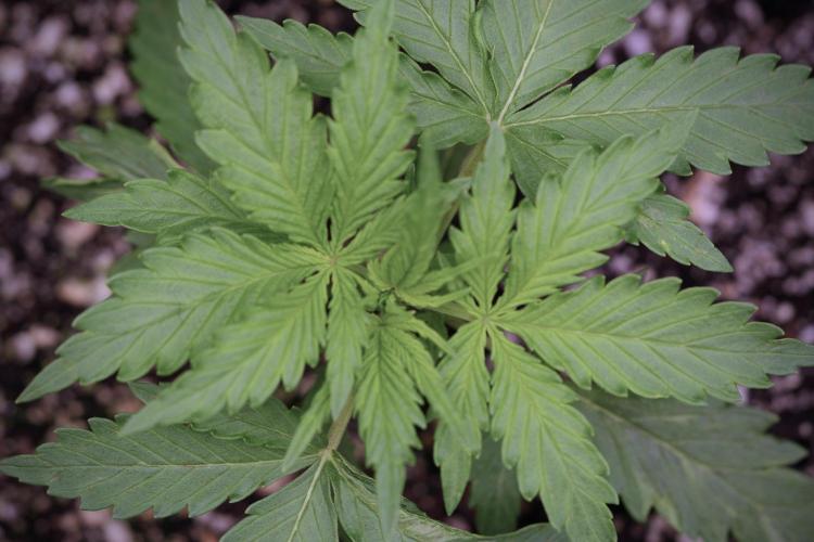 Amnesia Skunk The Zamnesia Way. Week 4 - Amnesia Skunk 12/12 From Seed 