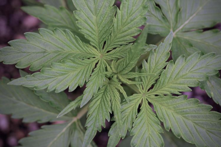 Amnesia Skunk The Zamnesia Way. Week 4 - Amnesia Skunk 12/12 From Seed 