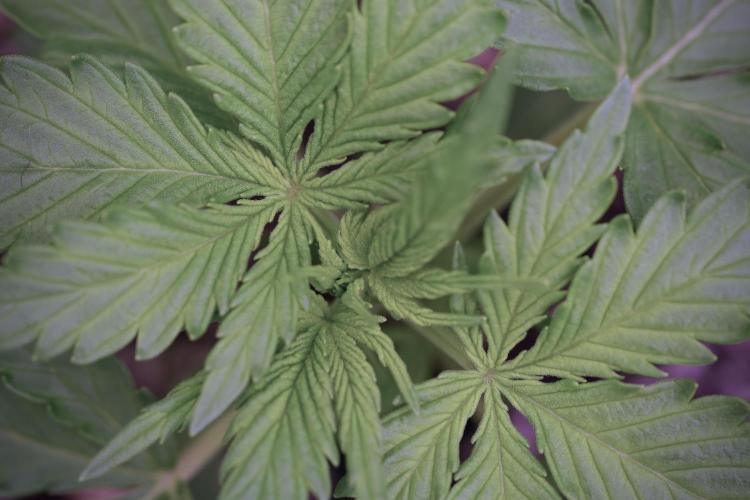 Amnesia Skunk The Zamnesia Way. Week 4 - Amnesia Skunk 12/12 From Seed 