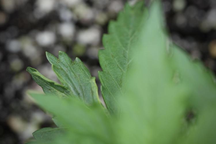 Amnesia Skunk The Zamnesia Way. Week 4 - Amnesia Skunk 12/12 From Seed 