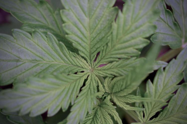 Amnesia Skunk The Zamnesia Way. Week 4 - Amnesia Skunk 12/12 From Seed 