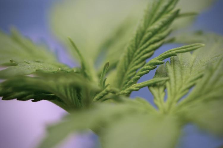 Amnesia Skunk The Zamnesia Way. Week 4 - Amnesia Skunk 12/12 From Seed 