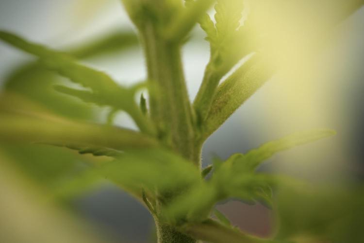 Amnesia Skunk The Zamnesia Way. Week 4 - Amnesia Skunk 12/12 From Seed 