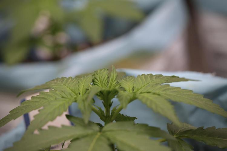 Amnesia Skunk The Zamnesia Way. Week 4 - Amnesia Skunk 12/12 From Seed 