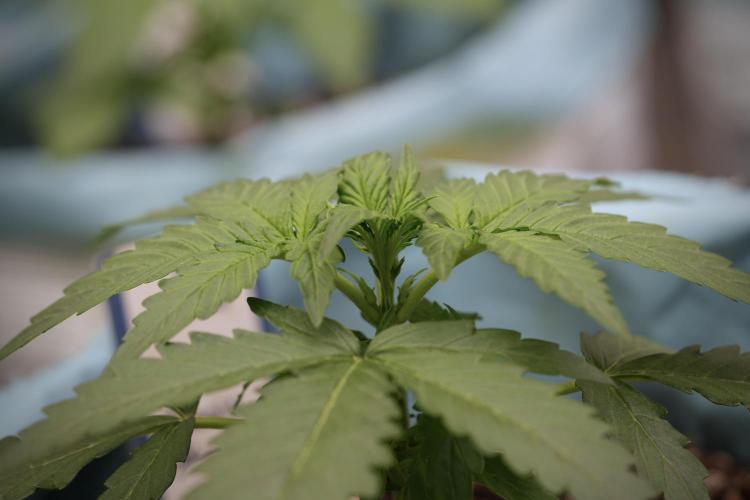 Amnesia Skunk The Zamnesia Way. Week 4 - Amnesia Skunk 12/12 From Seed 