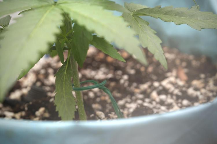 Amnesia Skunk The Zamnesia Way. Week 4 - Amnesia Skunk 12/12 From Seed 