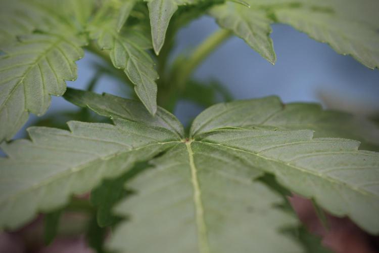 Amnesia Skunk The Zamnesia Way. Week 4 - Amnesia Skunk 12/12 From Seed 