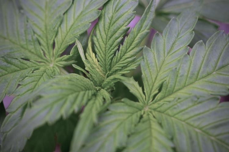 Amnesia Skunk The Zamnesia Way. Week 4 - Amnesia Skunk 12/12 From Seed 