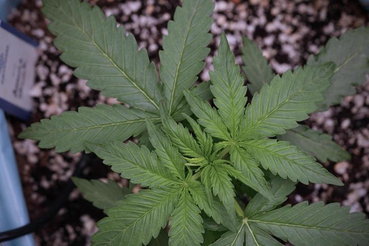 Amnesia Skunk The Zamnesia Way. Week 4 - Amnesia Skunk 12/12 From Seed 