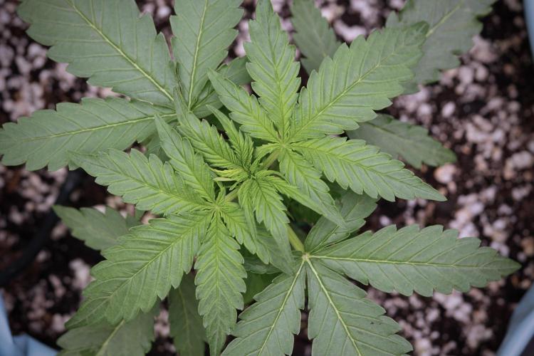 Amnesia Skunk The Zamnesia Way. Week 4 - Amnesia Skunk 12/12 From Seed 