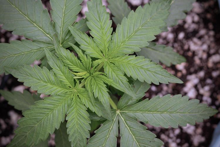 Amnesia Skunk The Zamnesia Way. Week 4 - Amnesia Skunk 12/12 From Seed 