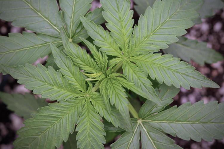 Amnesia Skunk The Zamnesia Way. Week 4 - Amnesia Skunk 12/12 From Seed 