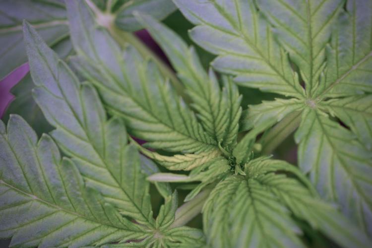 Amnesia Skunk The Zamnesia Way. Week 4 - Amnesia Skunk 12/12 From Seed 