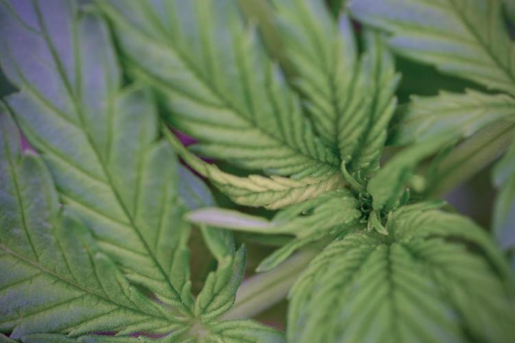 Amnesia Skunk The Zamnesia Way. Week 4 - Amnesia Skunk 12/12 From Seed 