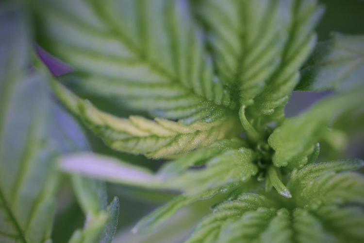 Amnesia Skunk The Zamnesia Way. Week 4 - Amnesia Skunk 12/12 From Seed 