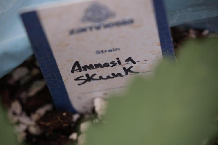 Amnesia Skunk The Zamnesia Way. Week 4 - Amnesia Skunk 12/12 From Seed 