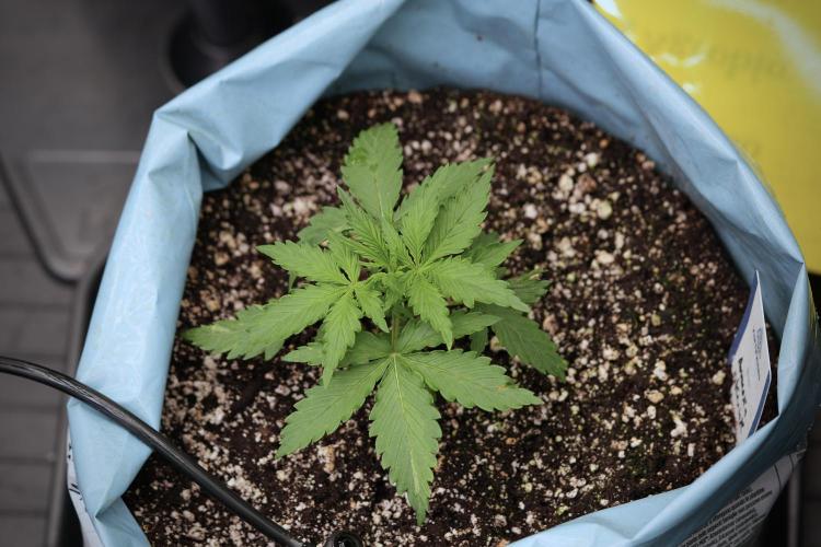 Amnesia Skunk The Zamnesia Way. Week 4 - Amnesia Skunk 12/12 From Seed 