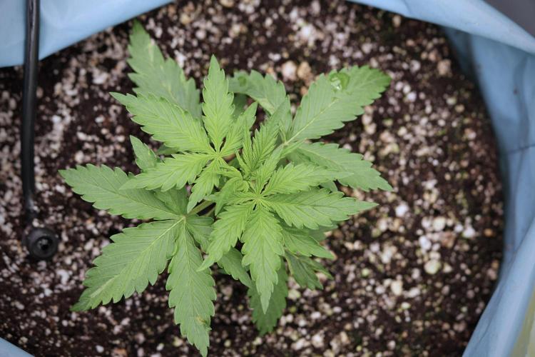 Amnesia Skunk The Zamnesia Way. Week 4 - Amnesia Skunk 12/12 From Seed 