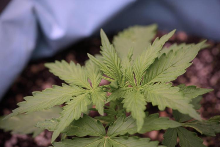 Amnesia Skunk The Zamnesia Way. Week 4 - Amnesia Skunk 12/12 From Seed 