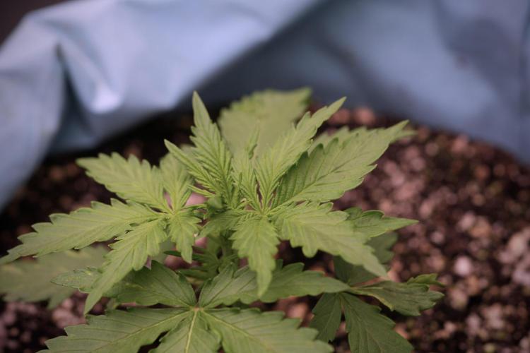 Amnesia Skunk The Zamnesia Way. Week 4 - Amnesia Skunk 12/12 From Seed 