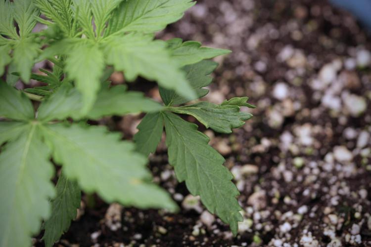 Amnesia Skunk The Zamnesia Way. Week 4 - Amnesia Skunk 12/12 From Seed 