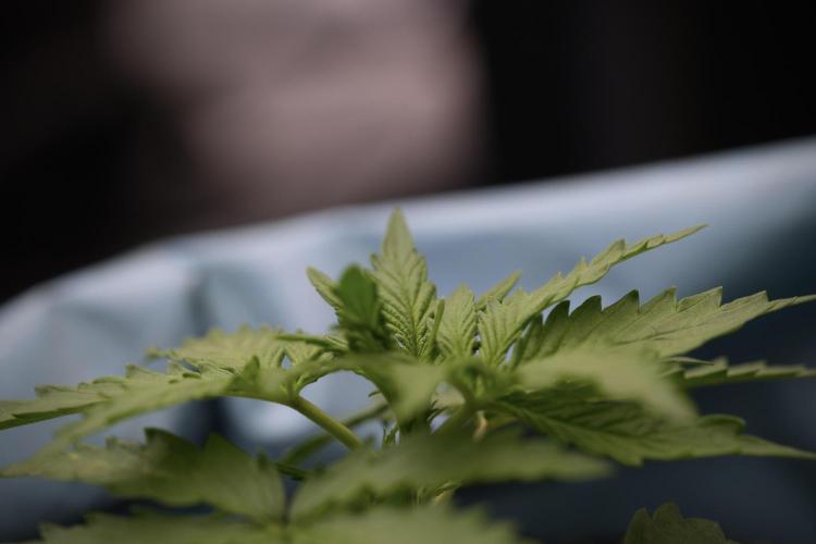 Amnesia Skunk The Zamnesia Way. Week 4 - Amnesia Skunk 12/12 From Seed 