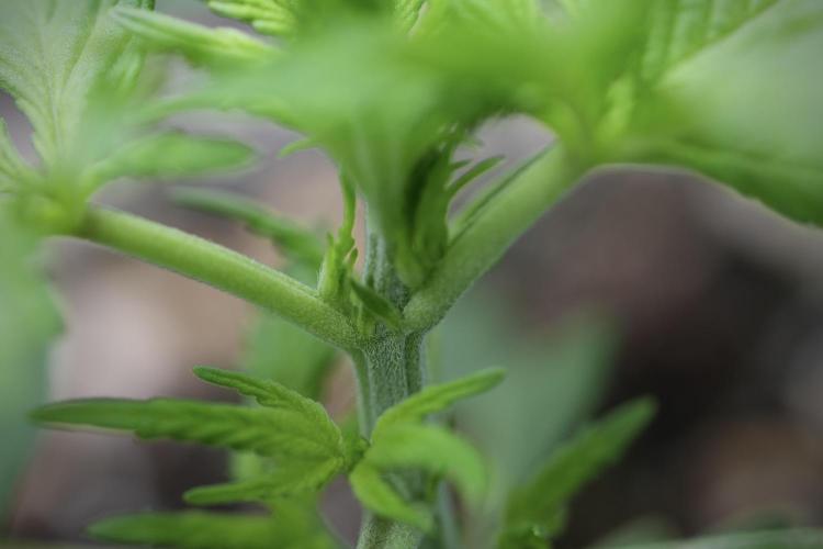 Amnesia Skunk The Zamnesia Way. Week 4 - Amnesia Skunk 12/12 From Seed 