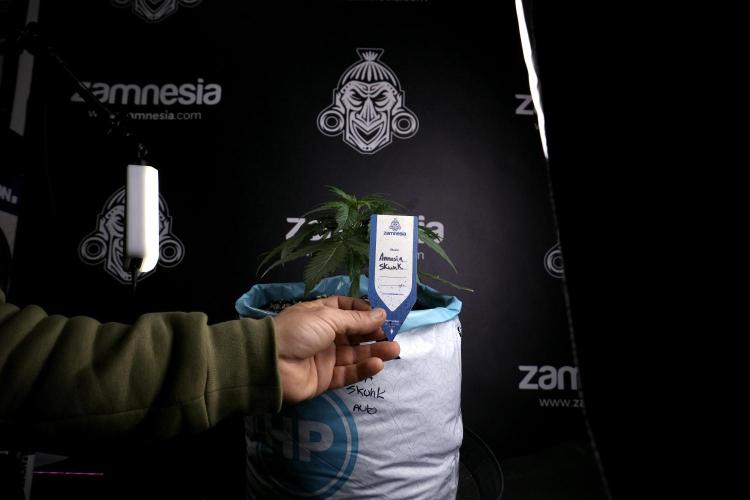 Amnesia Skunk The Zamnesia Way. Week 4 - Amnesia Skunk 12/12 From Seed Studio session 