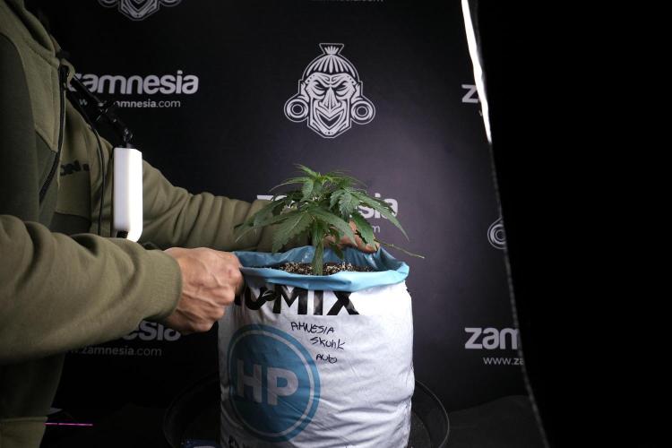 Amnesia Skunk The Zamnesia Way. Week 4 - Amnesia Skunk 12/12 From Seed Studio session 