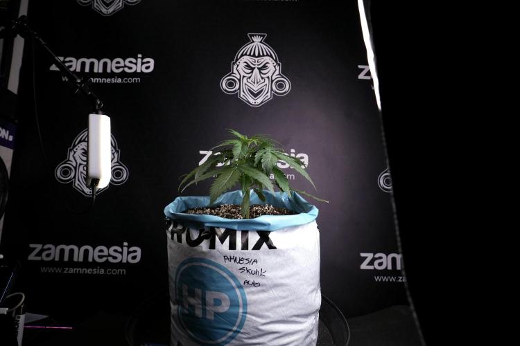 Amnesia Skunk The Zamnesia Way. Week 4 - Amnesia Skunk 12/12 From Seed Studio session 