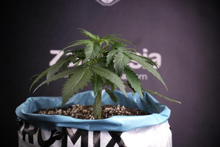 Amnesia Skunk The Zamnesia Way. Week 4 - Amnesia Skunk 12/12 From Seed Studio session 